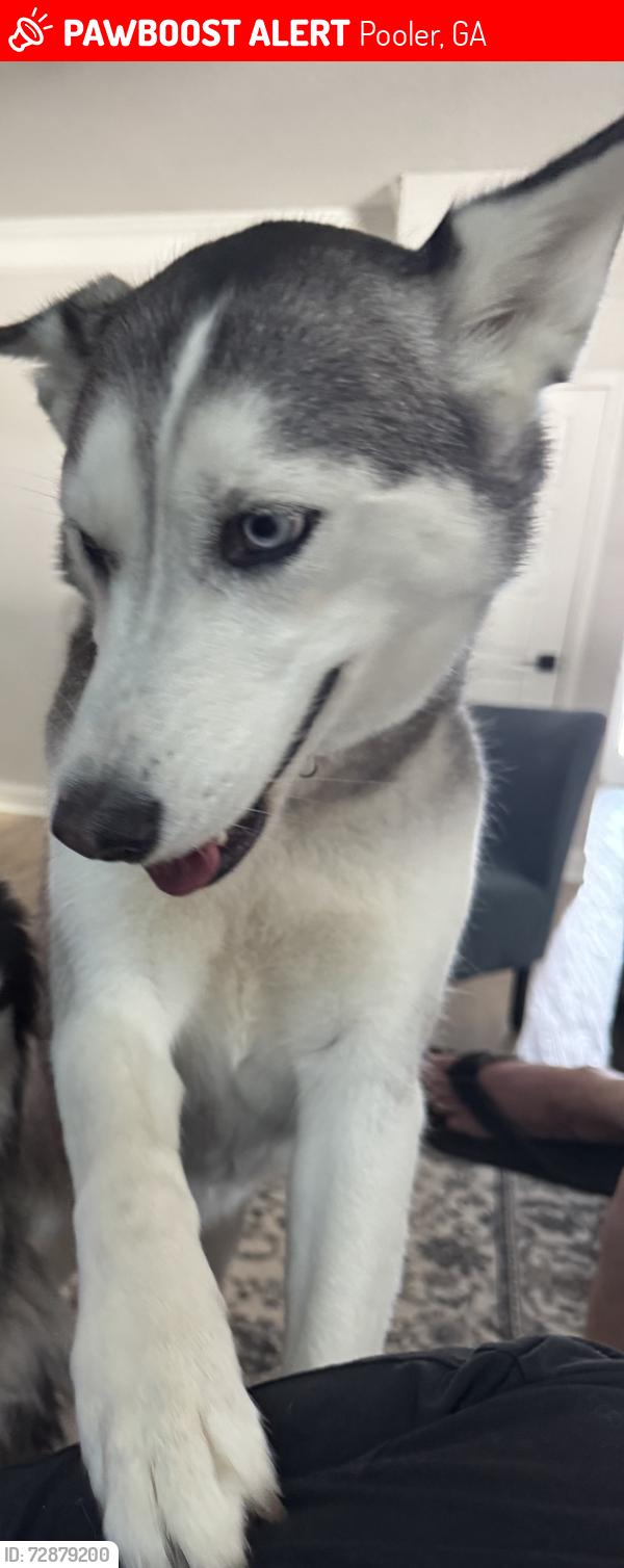 Lost Female Dog last seen Berwick lakes Boulevard and Quacco Rd Pooler Ga, Pooler, GA 31322