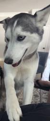 Lost Female Dog last seen Berwick lakes Boulevard and Quacco Rd Pooler Ga, Pooler, GA 31322