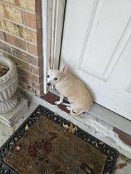 Found/Stray Unknown Dog last seen Susan and nancy lane, Conroe, TX 77385