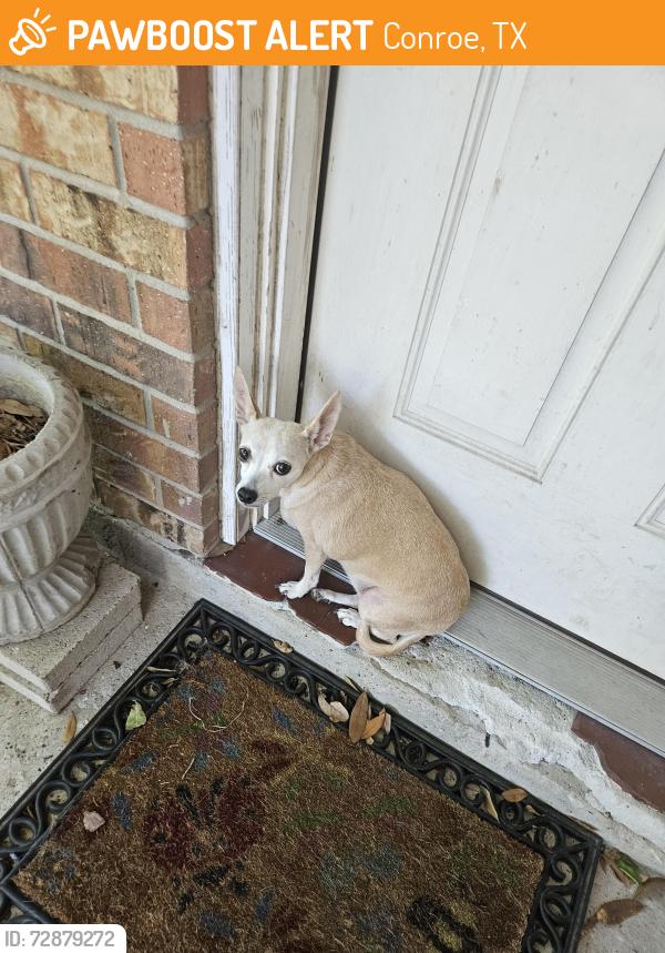 Found/Stray Unknown Dog last seen Susan and nancy lane, Conroe, TX 77385