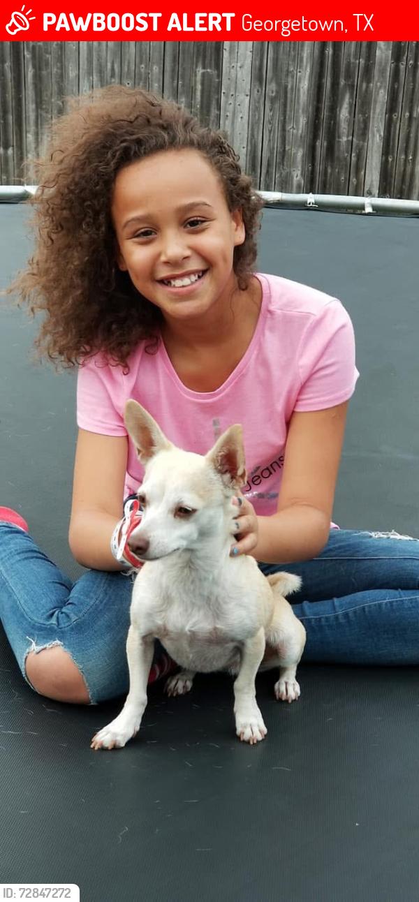 Lost Female Dog last seen Near highway, Georgetown, TX 78626