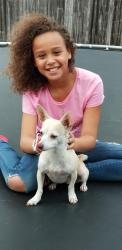 Lost Female Dog last seen Near highway, Georgetown, TX 78626
