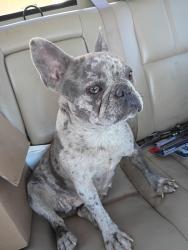 Reunited Female Dog last seen Near Shepherd ln, Dallas, TX 75253