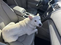 Found/Stray Female Dog last seen N main st , Highlands, TX 77562