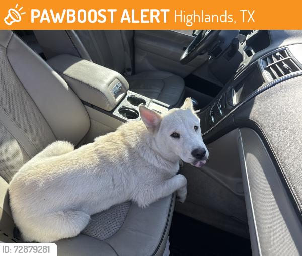 Found/Stray Female Dog last seen N main st , Highlands, TX 77562