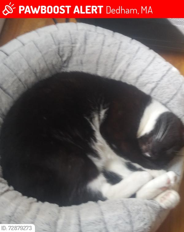 Lost Female Cat last seen Curve St Dedham Massachusetts, Dedham, MA 02026