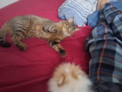 Lost Female Cat last seen Tim Hortons , Calgary, AB T3K 0B8