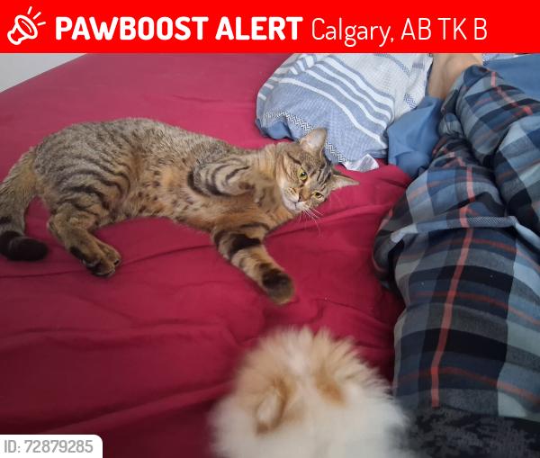 Lost Female Cat last seen Tim Hortons, Calgary, AB T3K 0B8