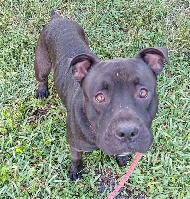 Shelter Stray Male Dog last seen Near BLOCK SW 119TH WY, DAVIE FL 33325, Davie, FL 33312