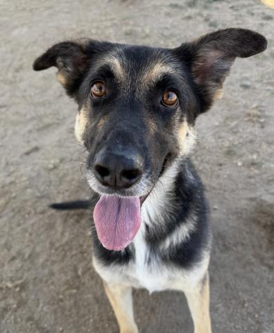 Shelter Stray Male Dog last seen Near BLOCK ANGUS LN, BAKERSFIELD CA 93308, 3951 Fruitvale Ave, Bakersfield, CA 93308, USA