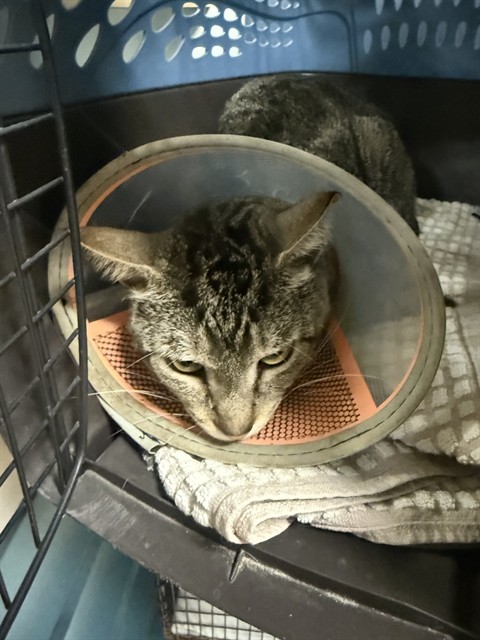 Shelter Stray Male Cat last seen Near BLOCK SW 88 TER, Doral, FL 33122