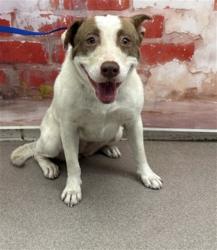 Shelter Stray Female Dog last seen BARTON RD & BENTON ST, LOMA LINDA, CA, 92354, San Bernardino, CA 92401