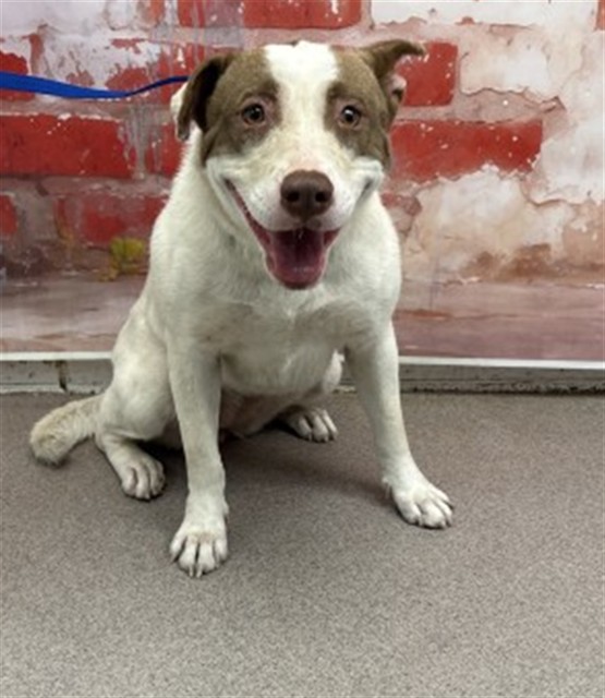Shelter Stray Female Dog last seen BARTON RD & BENTON ST, LOMA LINDA, CA, 92354, San Bernardino, CA 92401