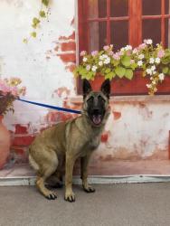 Shelter Stray Female Dog last seen Near BLOCK FWY & PEPPER AVE, San Bernardino, CA 92401
