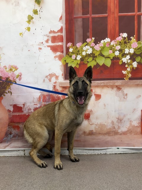 Shelter Stray Female Dog last seen Near BLOCK FWY & PEPPER AVE, San Bernardino, CA 92401