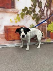 Shelter Stray Male Dog last seen Near BLOCK FWY & PEPPER AVE, San Bernardino, CA 92401
