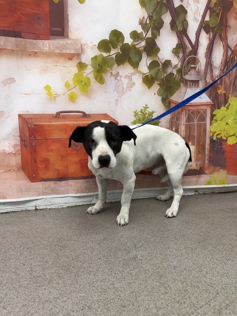 Shelter Stray Male Dog last seen Near BLOCK FWY & PEPPER AVE, San Bernardino, CA 92401