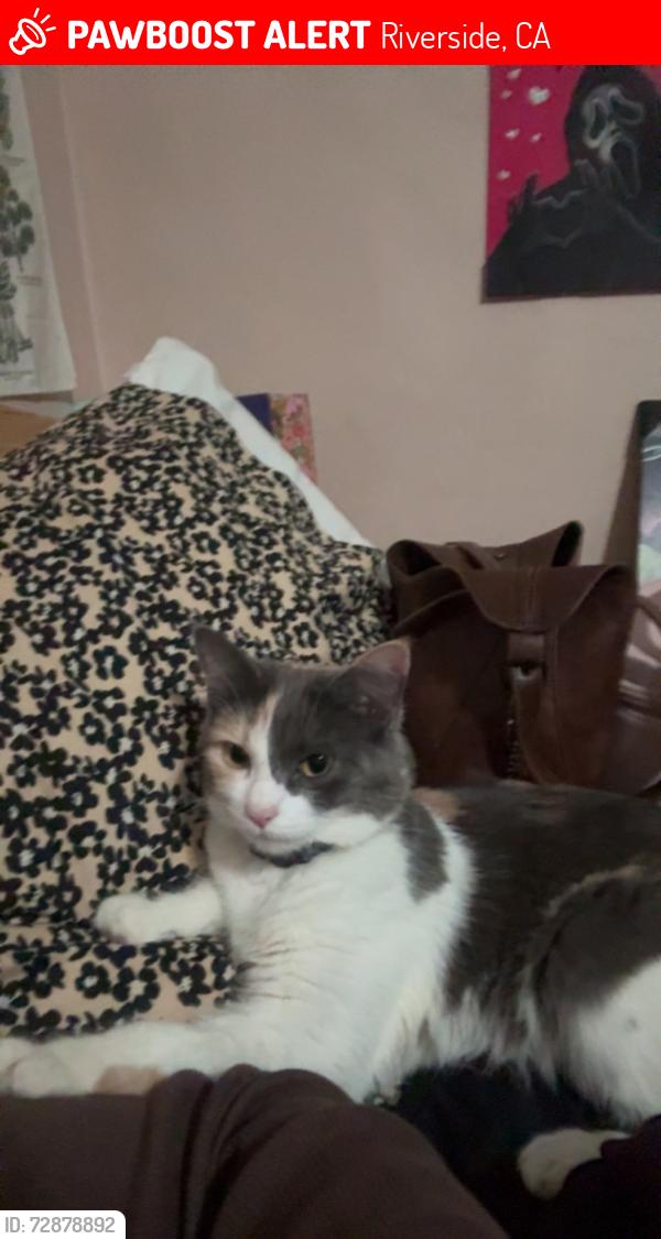 Lost Female Cat last seen Hillside ave and fire station five, Riverside, CA 92504