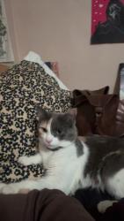Lost Female Cat last seen Hillside ave and fire station five, Riverside, CA 92504