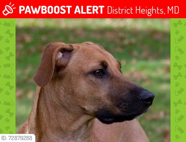 Lost Female Dog last seen Forestville High School, District Heights, MD 20747