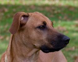Lost Female Dog last seen Forestville High School, District Heights, MD 20747