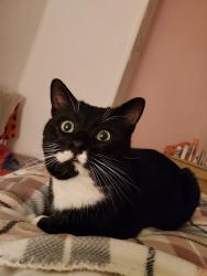 Lost Male Cat last seen Gibralter Road, West Yorkshire, England HX2