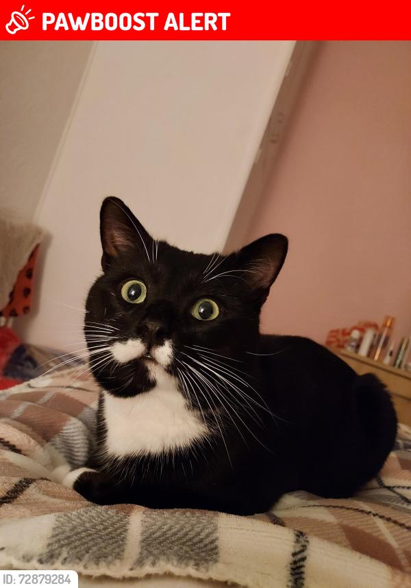 Lost Male Cat last seen Gibralter Road, West Yorkshire, England HX2