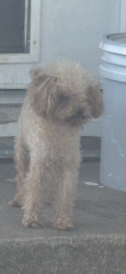 Lost Male Dog last seen Lone tree and Dupont, Victoria, TX 77901
