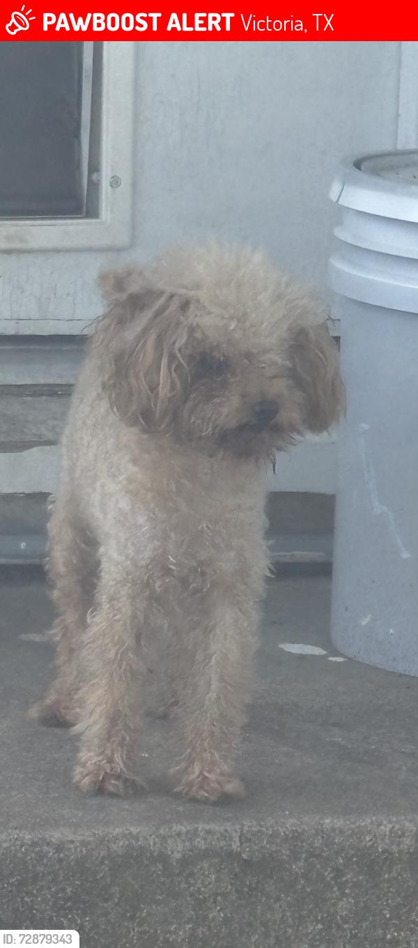 Lost Male Dog last seen Lone tree and Dupont, Victoria, TX 77901