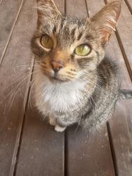 Reunited Female Cat last seen Falconridge Elementary School, Calgary, AB T3J