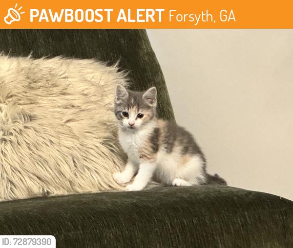 Found/Stray Unknown Cat last seen Rumble rd, Forsyth, GA 31029