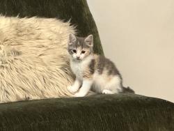 Found/Stray Unknown Cat last seen Rumble rd, Forsyth, GA 31029