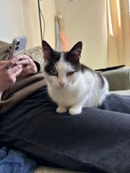 Found/Stray Unknown Cat last seen St Gregory’s Catholic Church, Greater London, England SW18