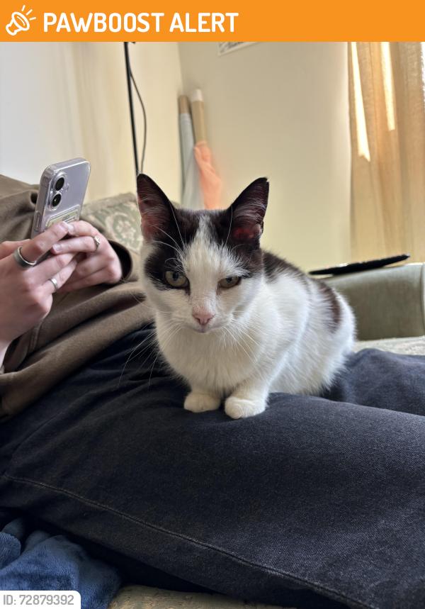 Found/Stray Unknown Cat last seen St Gregory’s Catholic Church, Greater London, England SW18
