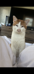 Lost Male Cat last seen Near whittle springs rd, Knoxville, TN 37917