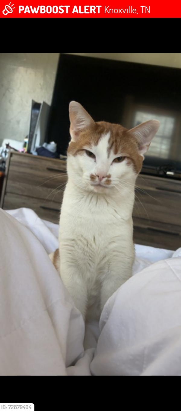 Lost Male Cat last seen Near whittle springs rd, Knoxville, TN 37917