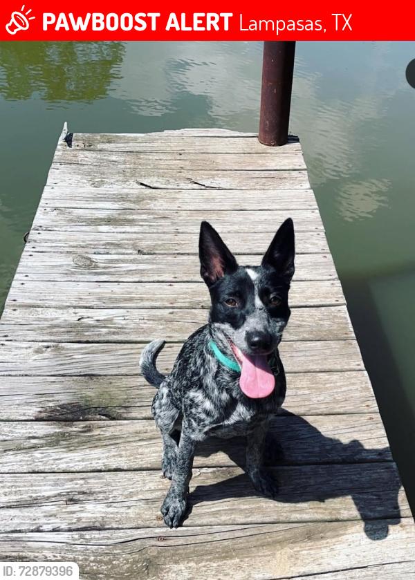Lost Female Dog last seen Near north highway 183 Lampasas texas , Lampasas, TX 76550