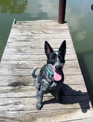 Lost Female Dog last seen Near north highway 183 Lampasas texas , Lampasas, TX 76550