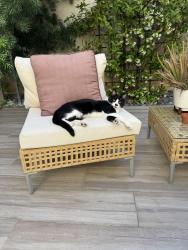 Reunited Male Cat last seen Virtue Ln, San Marcos, CA 92078, USA, San Marcos, CA 92078