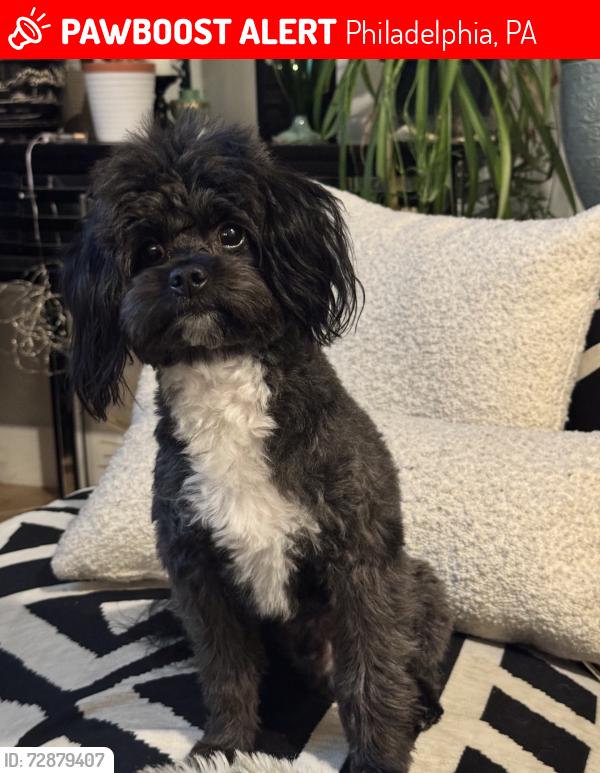 Lost Male Dog last seen Cobbs Creek , Philadelphia, PA 19120