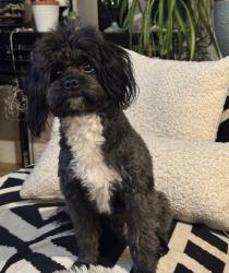 Lost Male Dog last seen Cobbs Creek , Philadelphia, PA 19120