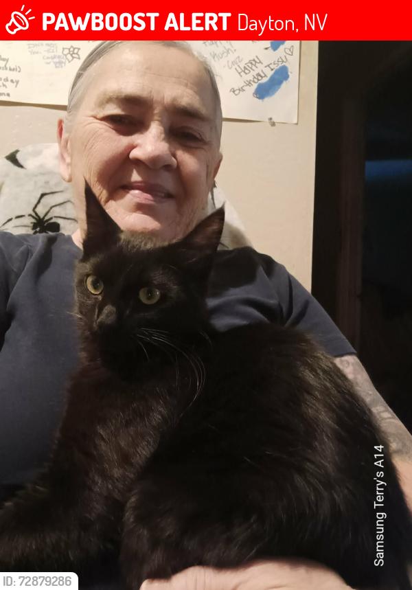 Lost Male Cat last seen Fort Churchill road and river park parkway, Dayton, NV 89403