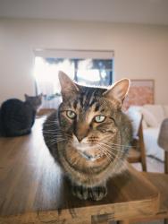 Lost Male Cat last seen Near Kendall St, Nunawading, VIC, Nunawading, VIC 3131