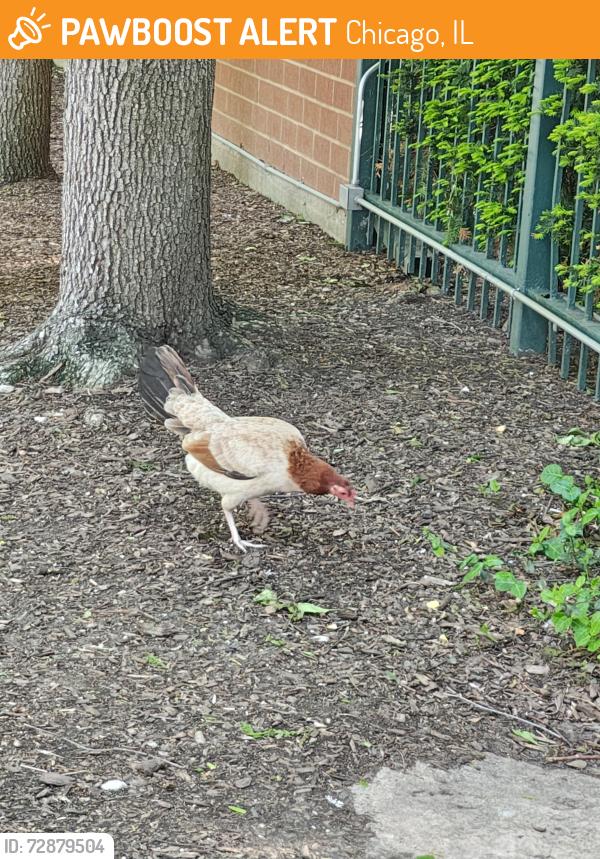 Found/Stray Female Bird last seen 18th St and S Clark st, Chicago, IL 60616