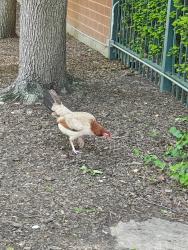Found/Stray Female Bird last seen 18th St and S Clark st, Chicago, IL 60616