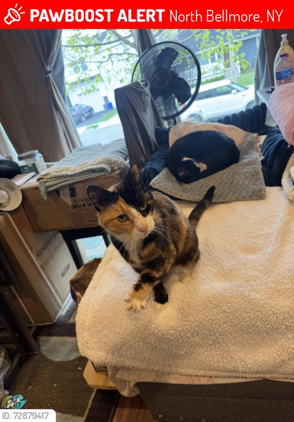 Lost Female Cat last seen Metropolitan Ave 11710, North Bellmore, NY 11710