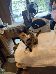 Lost Female Cat last seen Metropolitan Ave 11710, North Bellmore, NY 11710