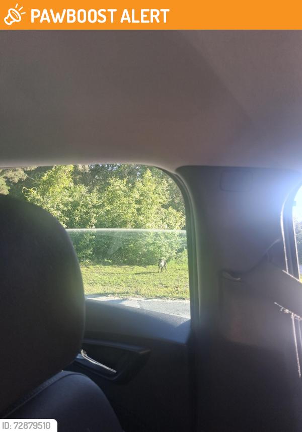 Found/Stray Male Dog last seen Kerley and McKinley , Homosassa Springs, FL 34446