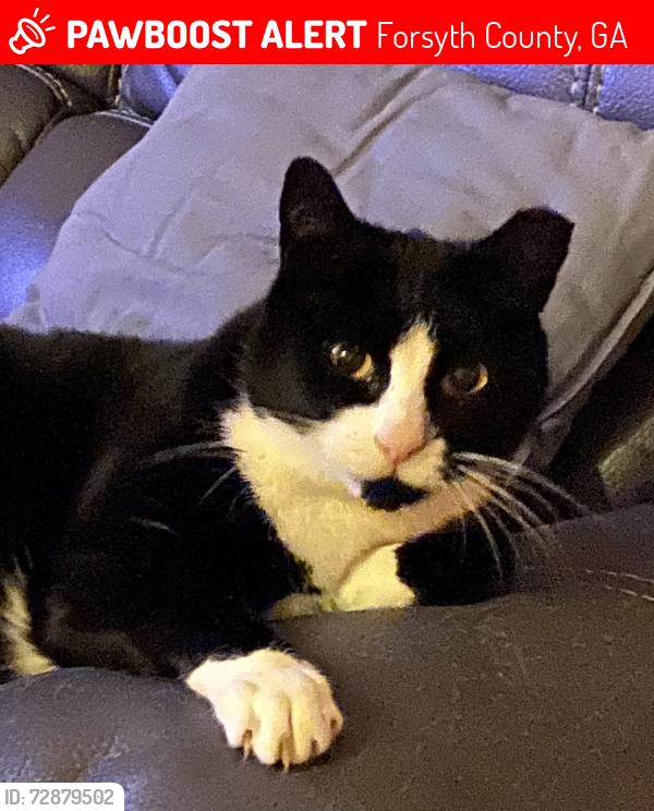 Lost Male Cat last seen Bridle Ridge neighborhood , Forsyth County, GA 30024