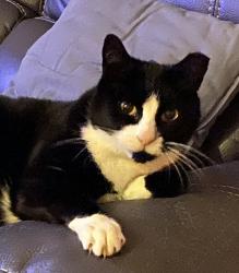 Lost Male Cat last seen Bridle Ridge neighborhood , Forsyth County, GA 30024